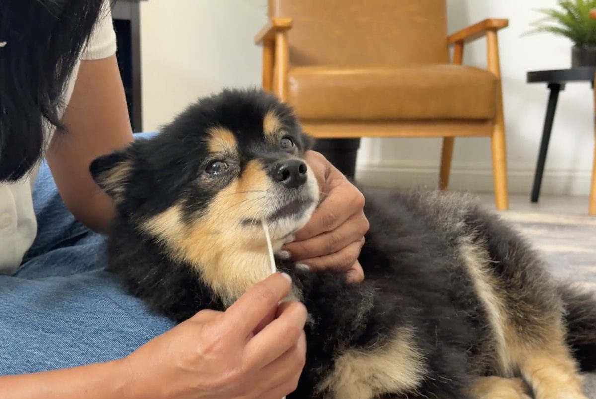 A pet parent gently guiding the swab along her dog's inner cheek