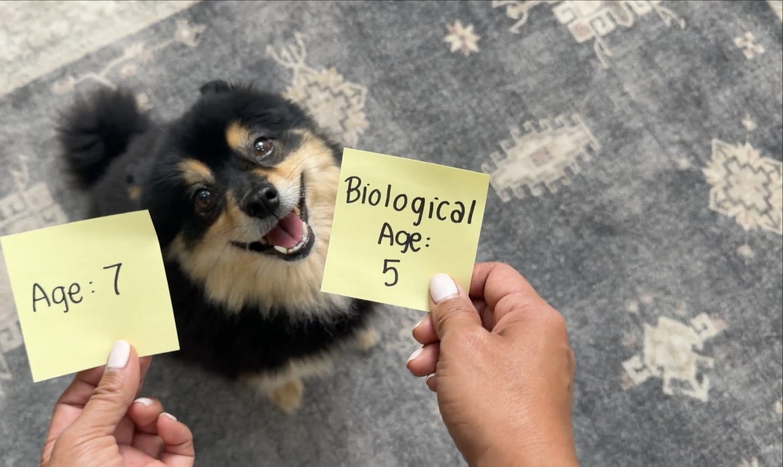 Two handwritten notes reading Age: 7 and Biological Age: 5 held above a happy Pomeranian